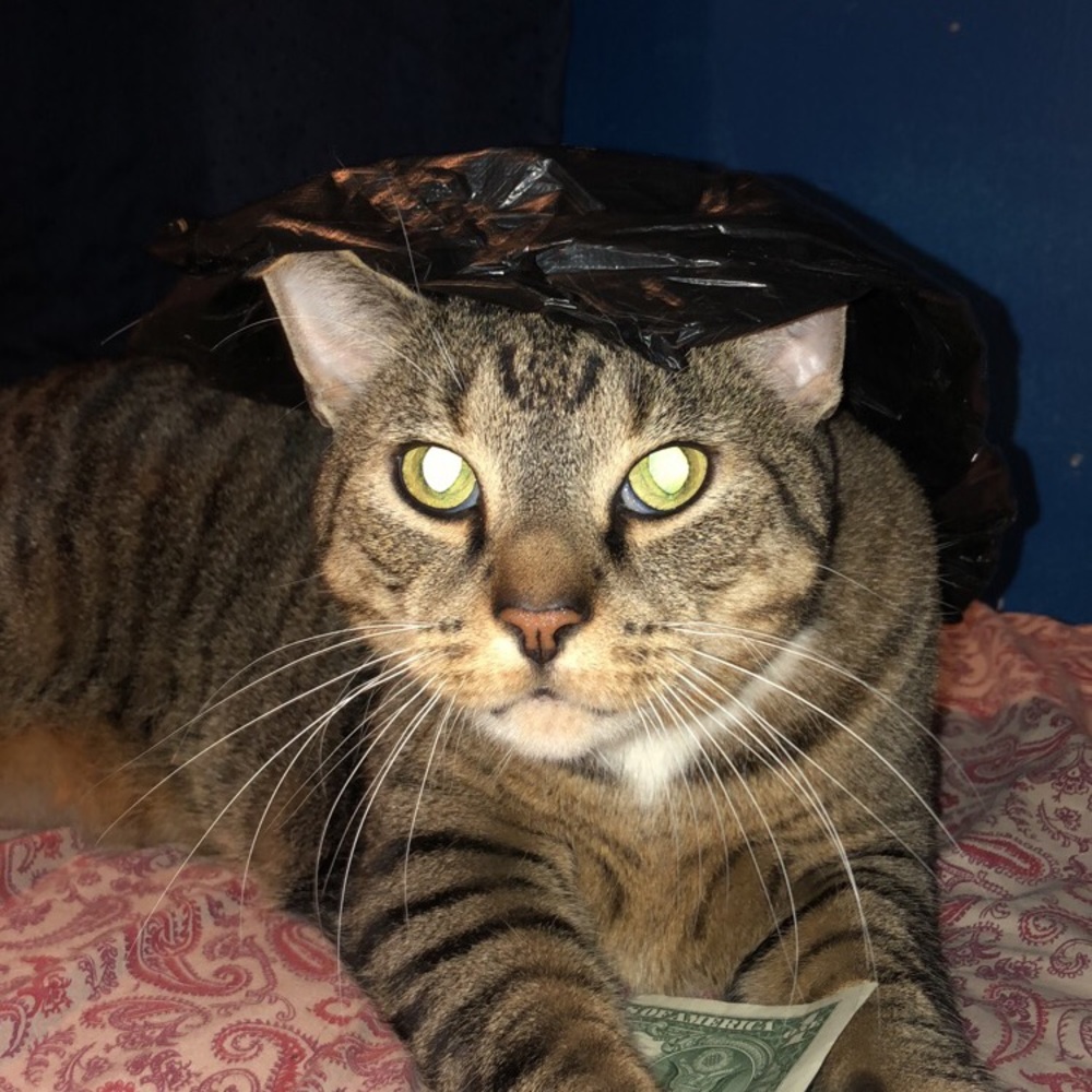 Meet your Posher, Alan